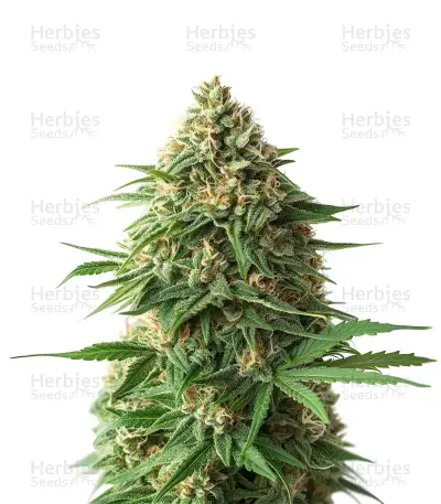 9 Pound Hammer Seeds — product photo