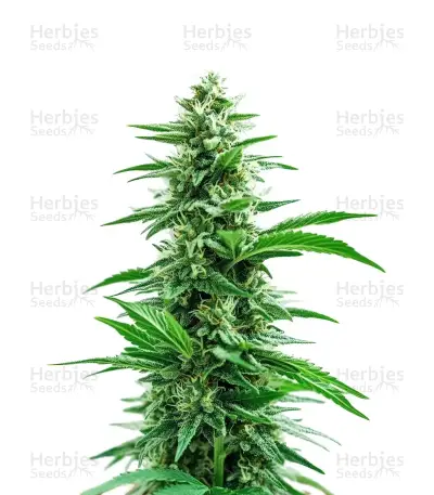Acapulco Gold