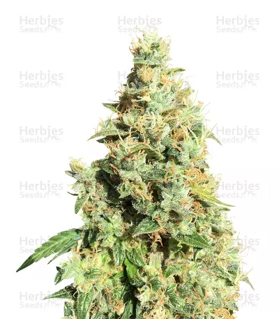 AK420 Seeds — product photo