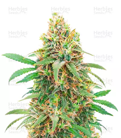 I'm Alive Seeds (AlphaFem Seeds) — product photo