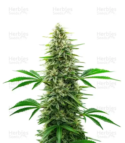 Alien OG Seeds — product photo