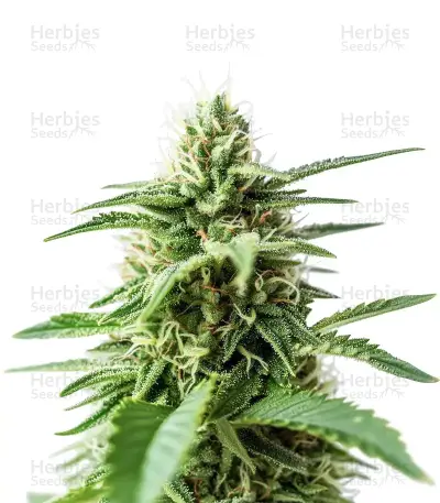 Amnesia Haze