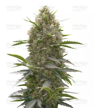 Amnesia Kush Seeds — product photo