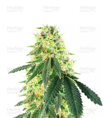 Lemon OG Seeds (AlphaFem Seeds) — product photo