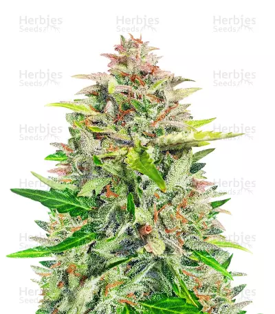 Amnesia Z Auto