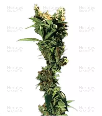 Arjan's Strawberry Haze