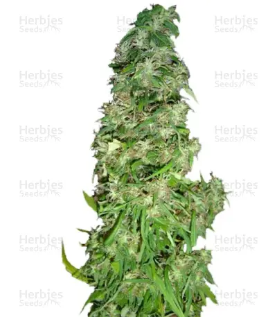 Arjan's Ultra Haze #2 (Mango Haze AUH#2)