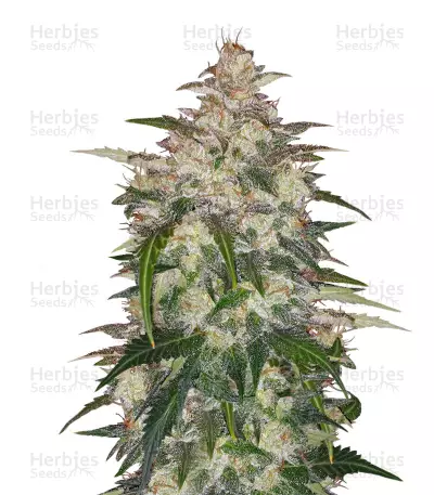 Auto Anubis Seeds — product photo