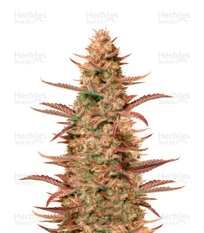 Auto Banana Blaze