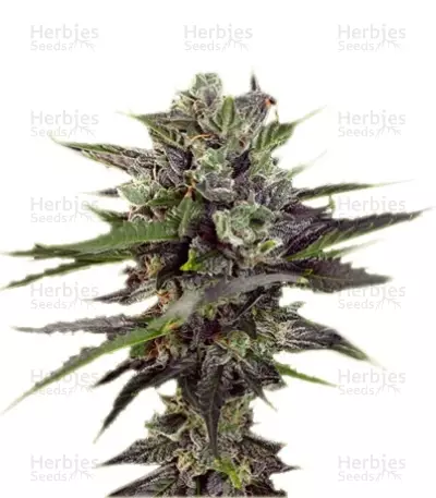 Auto Blueberry