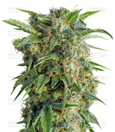Auto Daiquiri Lime