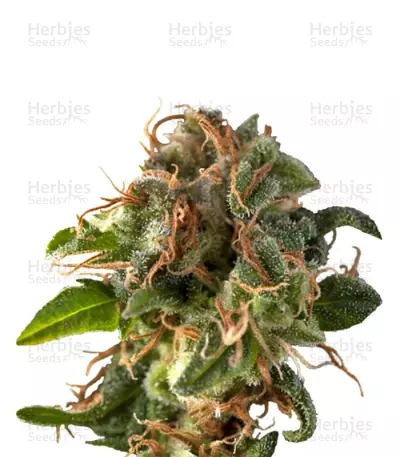 Auto Fresh Candy Seeds — product photo