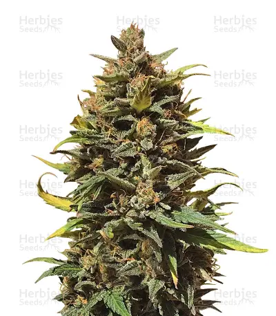 Auto Gigabud Seeds — product photo