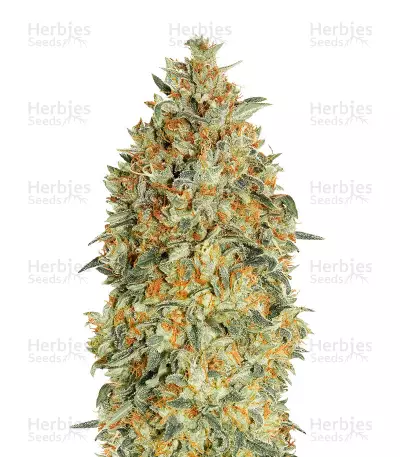 Auto Gorilla Blue Seeds — product photo