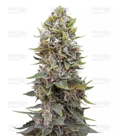 Auto Hashchis Berry (Auto Cheese Berry) Seeds — product photo