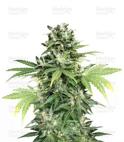 Auto Kaya 47 Seeds — product photo