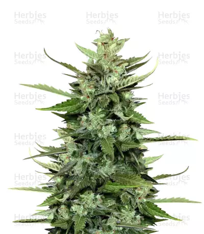 Auto Kong 4 Seeds — product photo