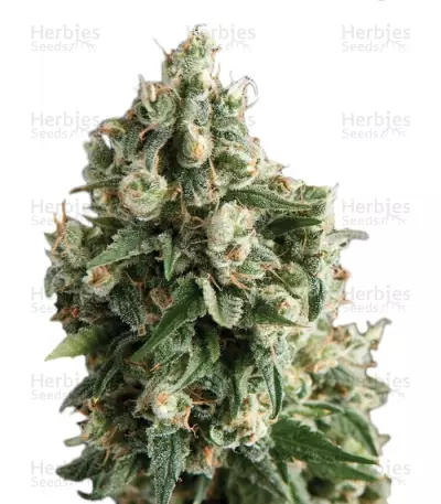 Auto Lennon Seeds — product photo