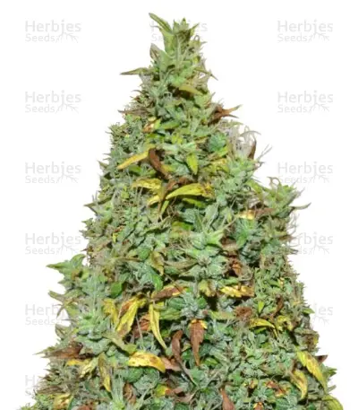 Auto Nefertiti Seeds — product photo