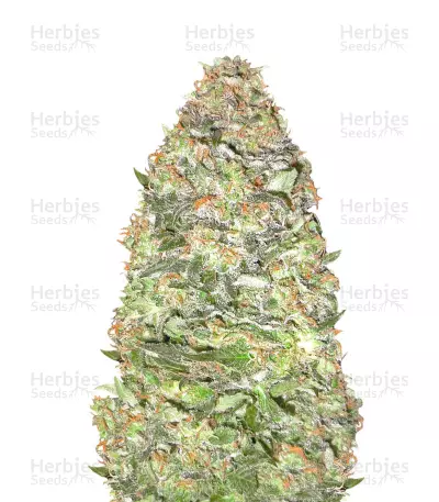 Auto New York City Diesel Seeds — product photo