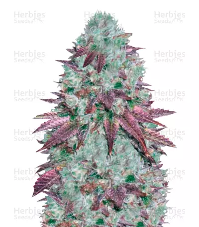 Auto NHL Diesel Seeds — product photo