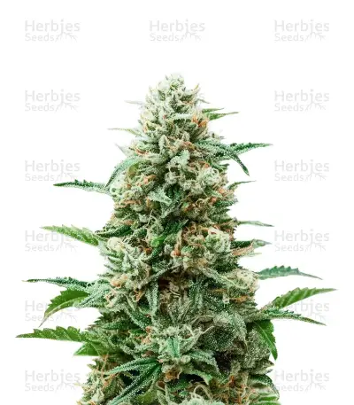 Auto Northern Lights CBD Seeds — product photo