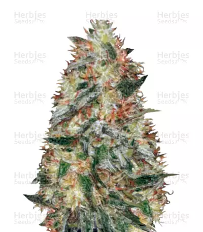 Auto Original Limonade Skunk Seeds — product photo