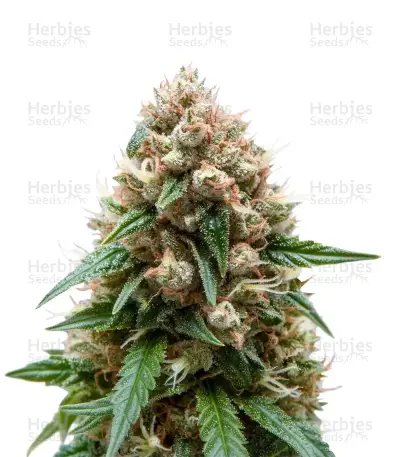 Auto Purple Dawg Mass Seeds — product photo