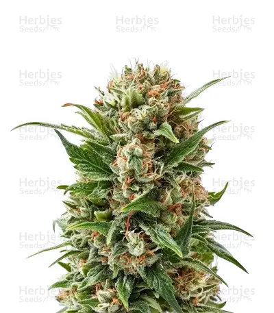 Auto Purple Diesel Seeds — product photo