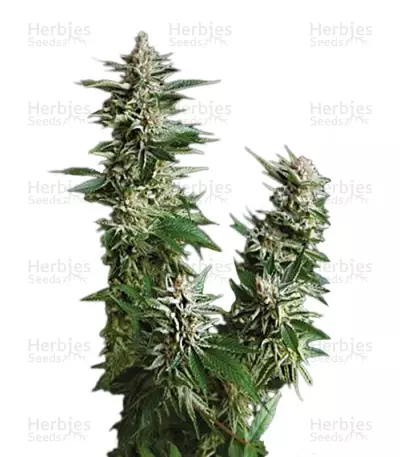 Auto Pyramid Seeds — product photo