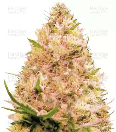 Auto Seemango Seeds — product photo
