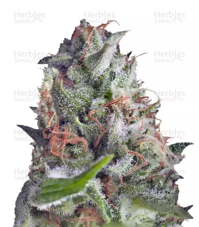 Auto Shark Seeds — product photo