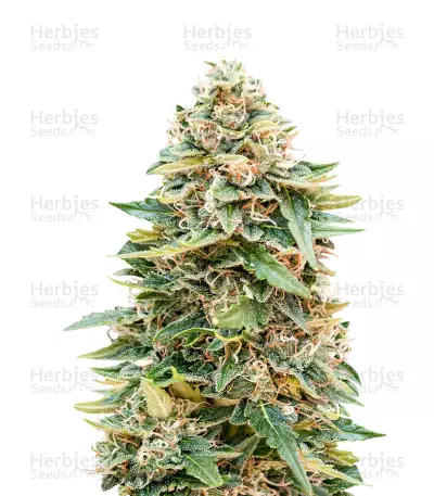 Auto Skunk 47 Seeds — product photo