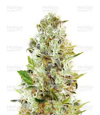 Auto Somango Seeds — product photo