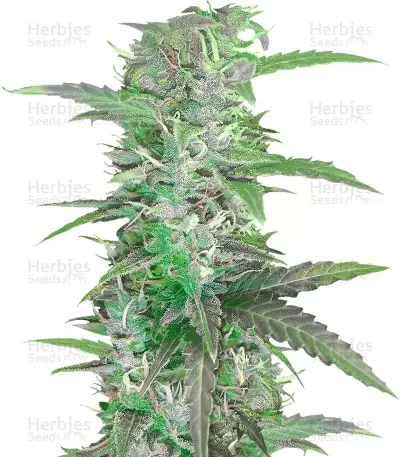 Auto Speed Bud Seeds — product photo