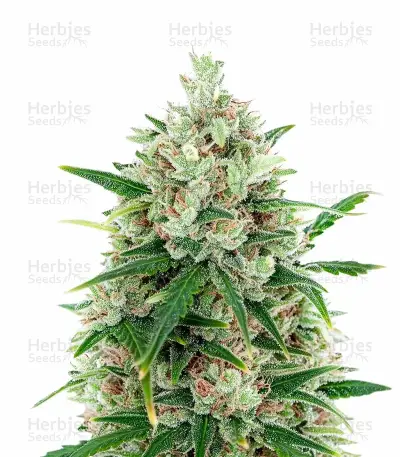 Auto Speed Haze Seeds — product photo