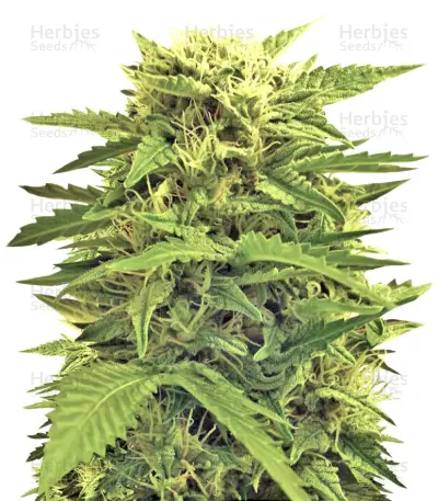 Auto Super Hash Seeds — product photo
