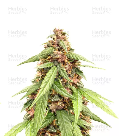 Auto Super OG Kush Seeds — product photo