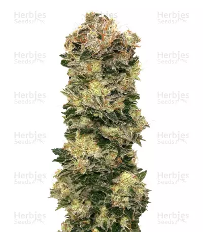 Auto Sweet Soma Seeds — product photo