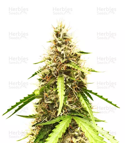 Auto Top 69 Seeds — product photo