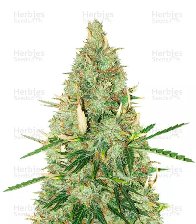Auto Tutankhamon Seeds — product photo