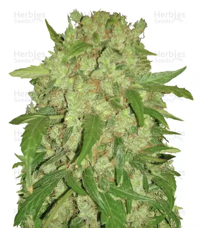 Auto Wembley Seeds — product photo