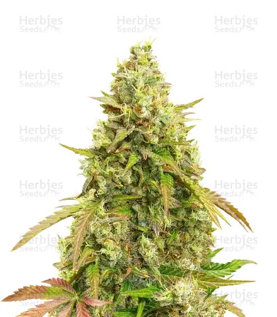 Auto White Widow