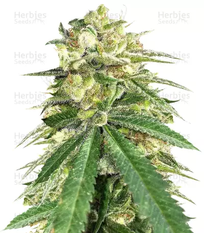 Auto White Widow x Big Bud Seeds — product photo