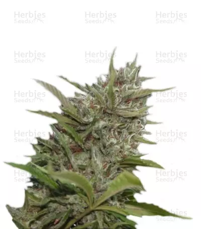 Auto Whiteberry Seeds — product photo
