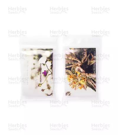 Baby Breath Seeds (Gage Green Group) — product photo