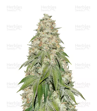 Banana Blaze