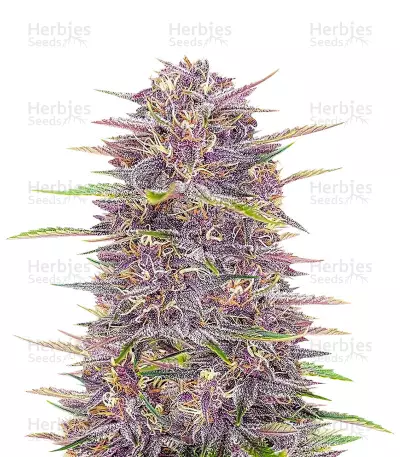 Banana Purple Punch Auto