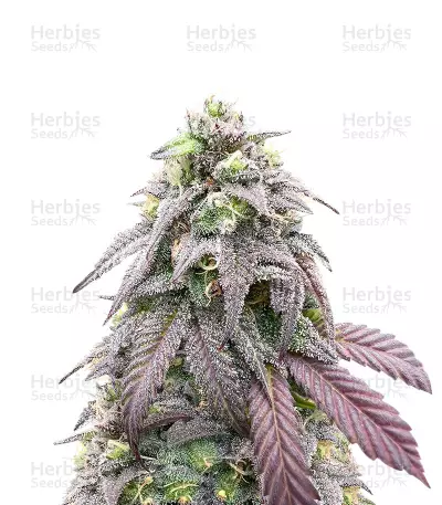 Bay Burger Seeds (Delicious Seeds) — product photo