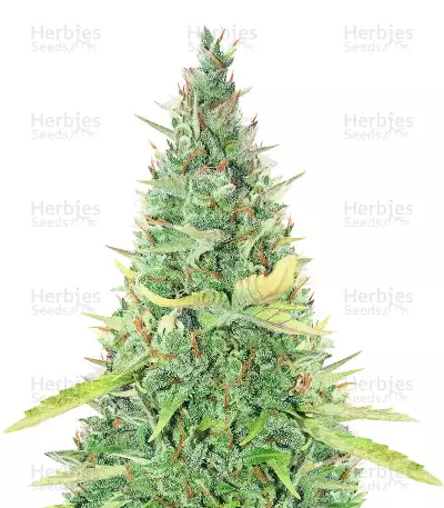 Critical XXL Auto